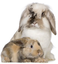 Вакцинация и прививки кроликам