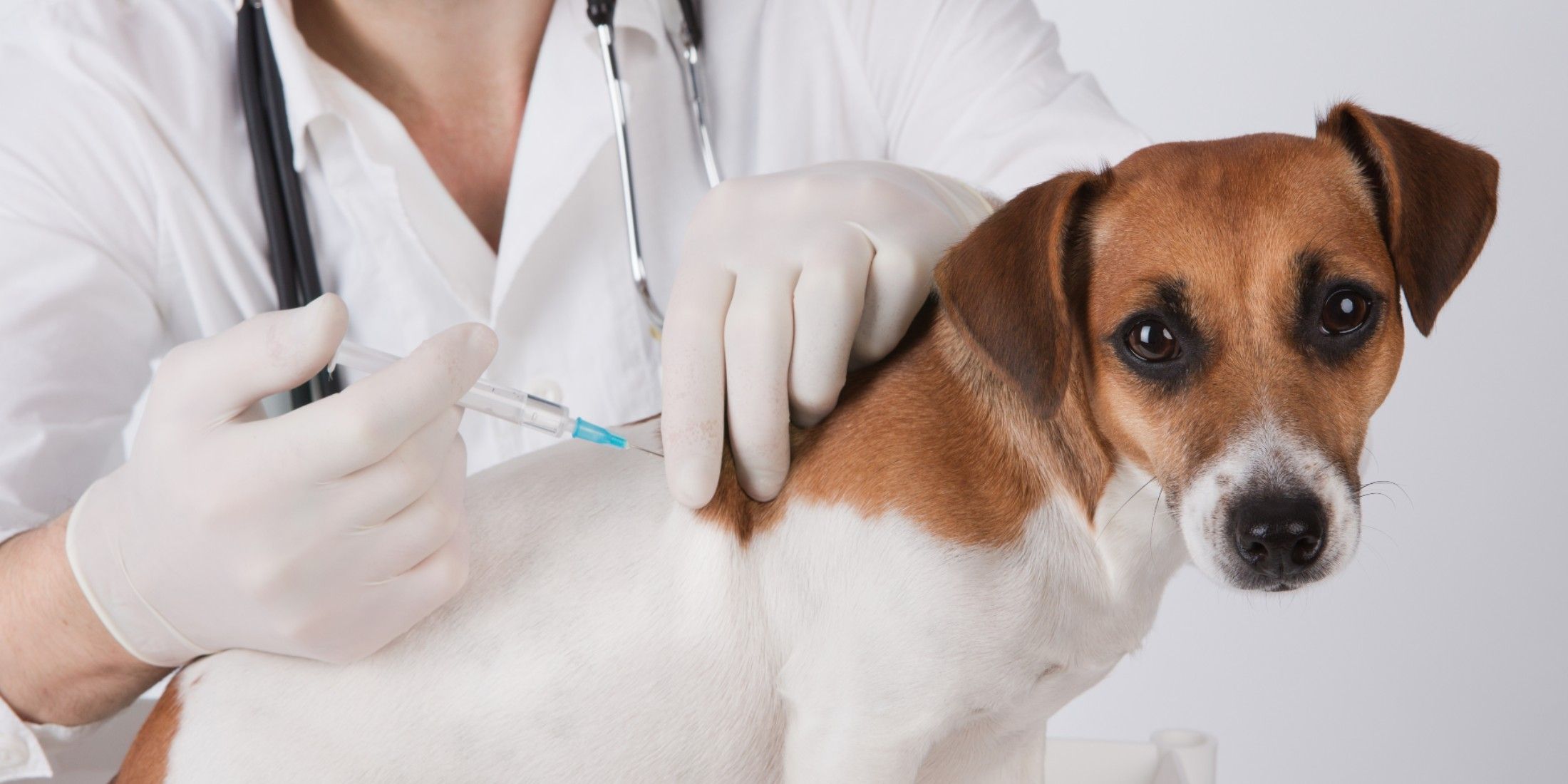 Прививки собакам и кошкам