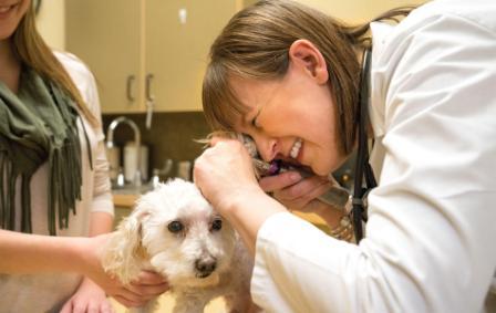 осмотр собаки ветеринаром дерматологом 