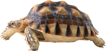 turtle_PNG47 1.png
