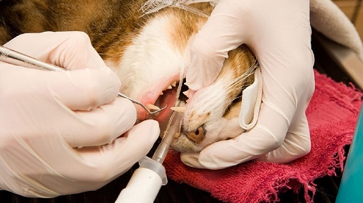 удаление зуба у кошки