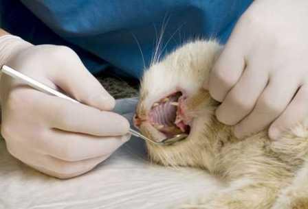 стоматология для кошек