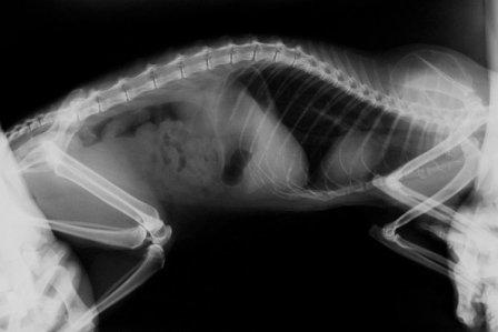 рентген собаки