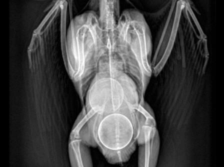 рентген птицы