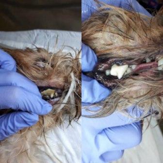 Чистка зубов собаке ультразвуком 