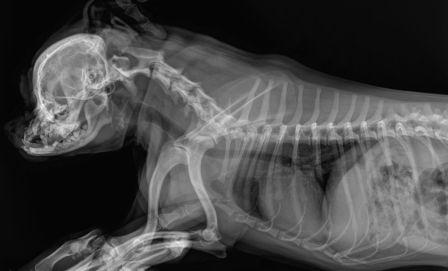 снимок рентгена собаки