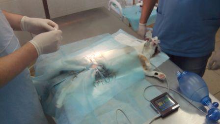 Лапароскопическая стерилизация кошки