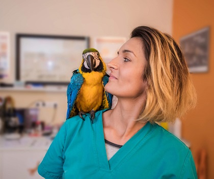 Орнитолог в Москве, запись на прием для лечения птиц – Панвет