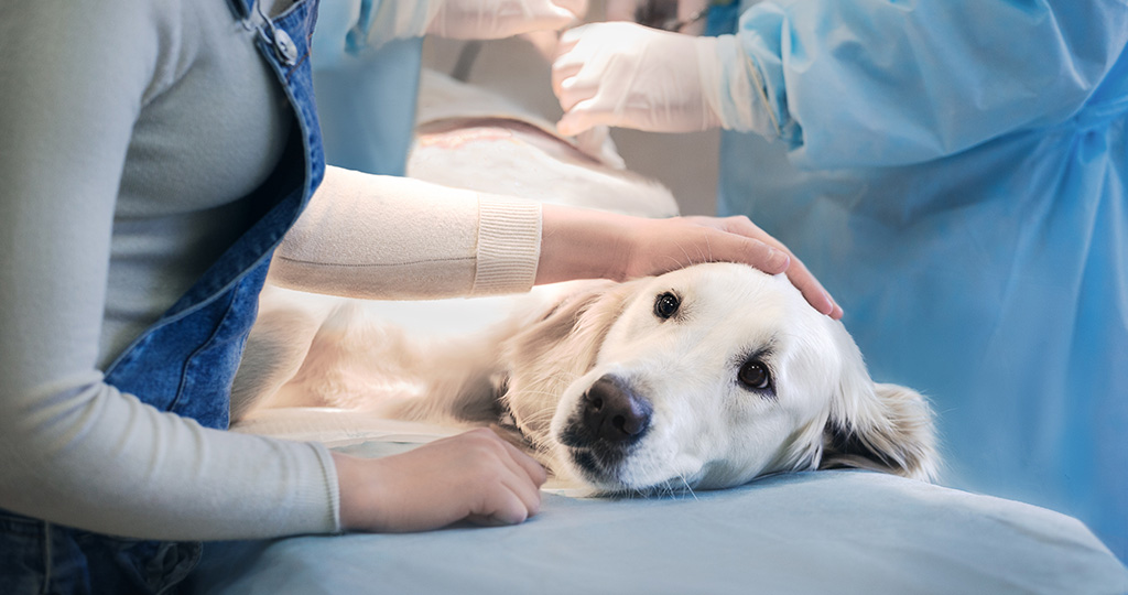 Лапароскопическая стерилизация собак в Москве, цены – Панвет