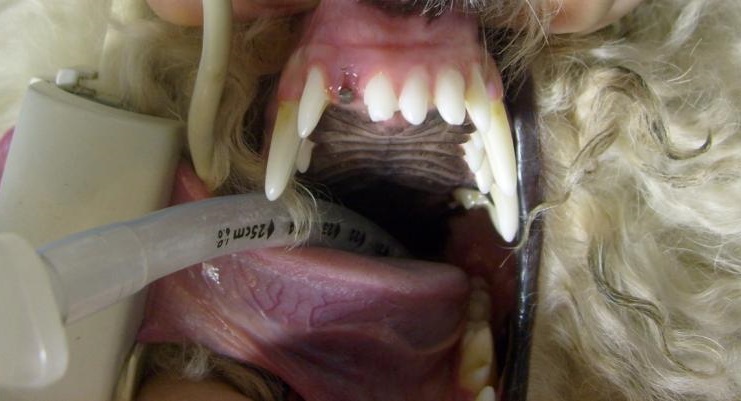 Имплантация зубов у собаки