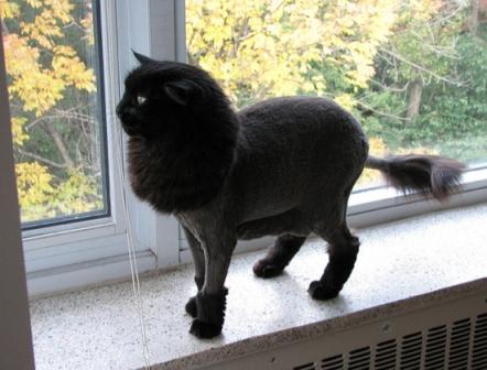 Постриженная кошка