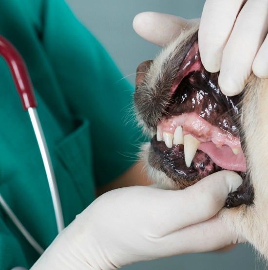 Удаление зуба собаке