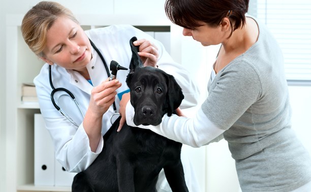 лечение домашних животных